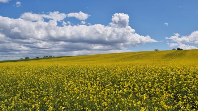 Rapsfeld