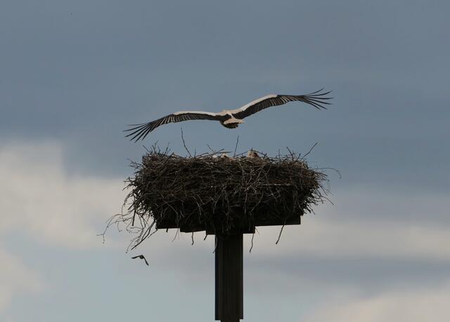 Storch im Anflug