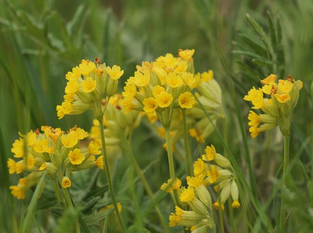 Schlüsselblumen