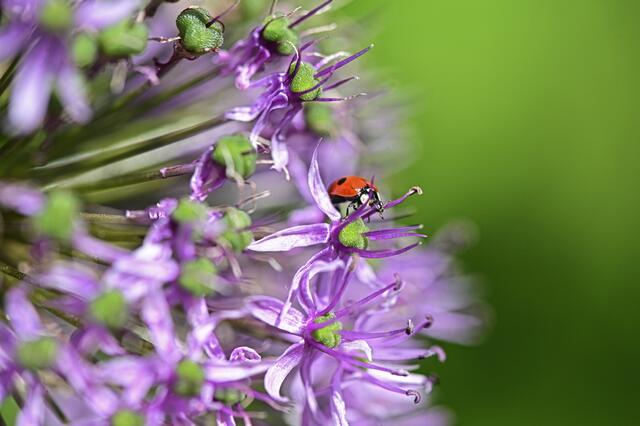 Foto: Ilona Schäfer