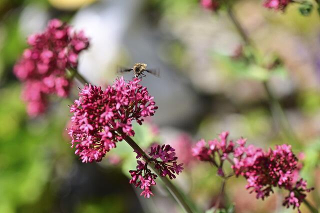 Foto: Ilona Schäfer