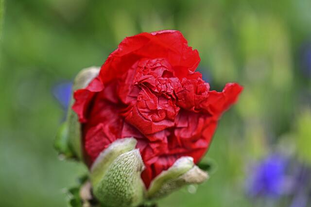 Foto: Ilona Schäfer