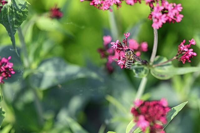 Foto: Ilona Schäfer