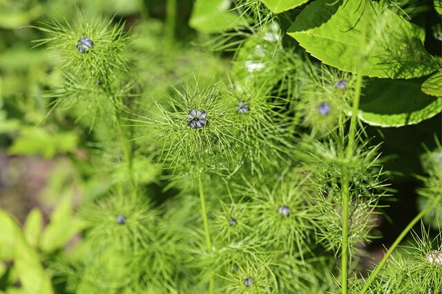 Foto: Ilona Schäfer