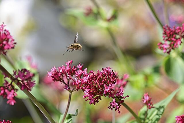 Foto: Ilona Schäfer