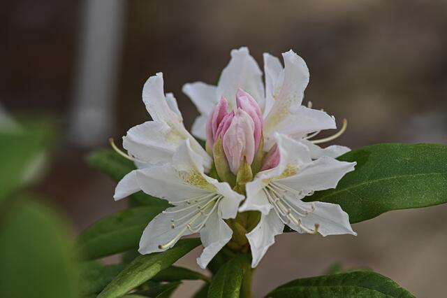 Foto: Ilona Schäfer