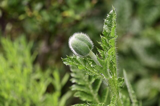 Foto: Ilona Schäfer