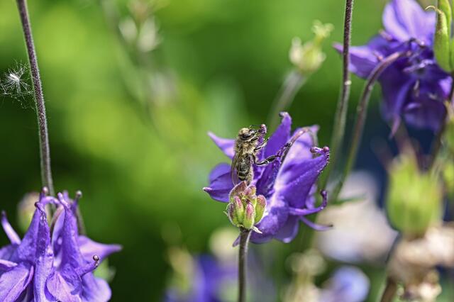 Foto: Ilona Schäfer