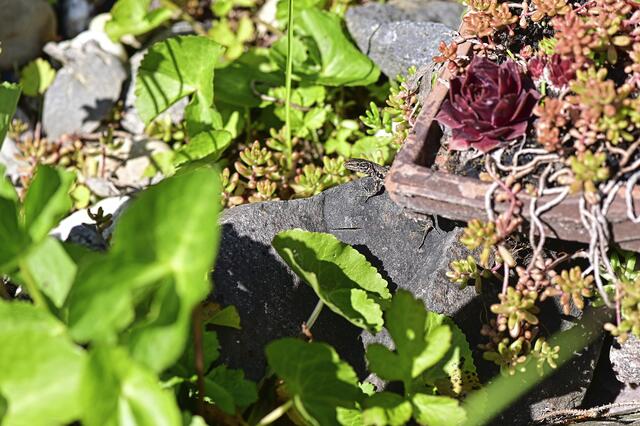 Foto: Ilona Schäfer