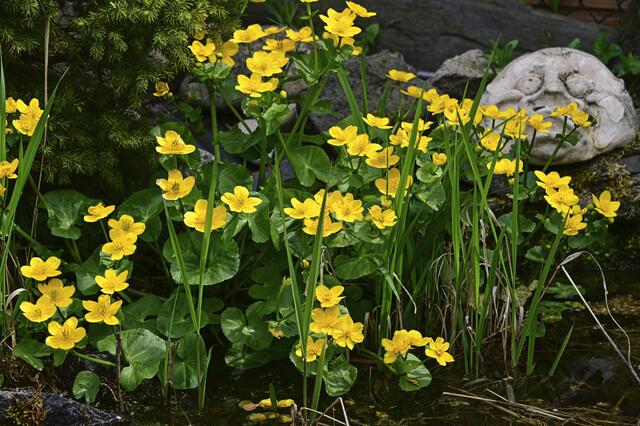 Foto: Ilona Schäfer