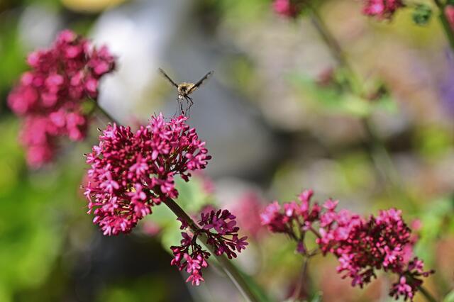 Foto: Ilona Schäfer