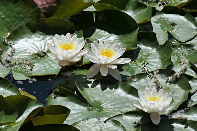 In direkter Nachbarschaft das große "Seerosenfeld" | Foto: Brigitte Melder