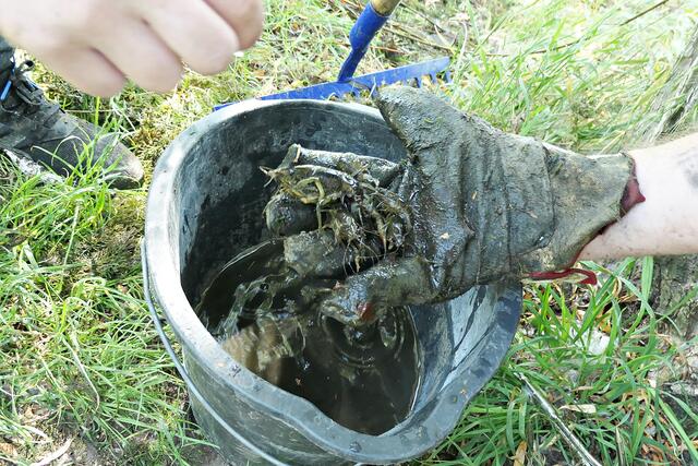 Beiwerk im Moss waren Krebse, die nach Reinigung wieder ausgesetzt wurden | Foto: Brigitte Melder