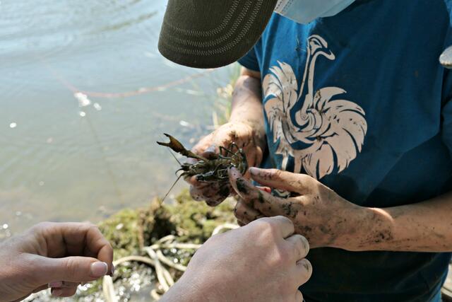 Erste Hilfe am Krebs, der sich verfangen hatte | Foto: Brigitte Melder