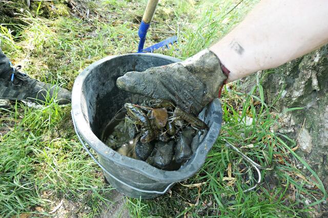 An die 40 Krebse befanden sich im Eimer | Foto: Brigitte Melder