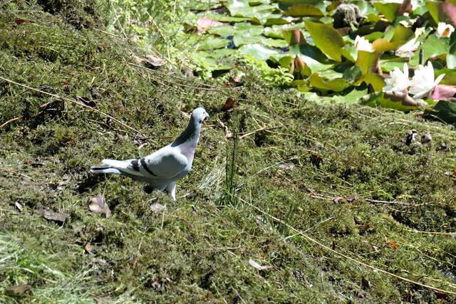 Diese Taube hatte nur Durst und gesellte sich zur Truppe | Foto: Brigitte Melder