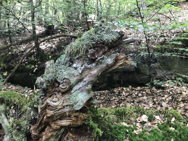 "Skulptur" am Wegesrand