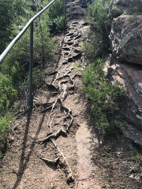 Verwurzelungen auf dem Weg zum Aufstieg