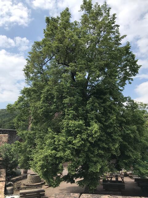 Innenhof der Burg Landeck von oben | Foto: B. Bender