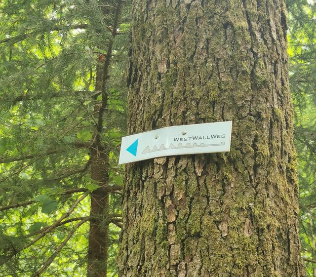 Westwall-Weg im Bienwald | Foto: Heike Schwitalla