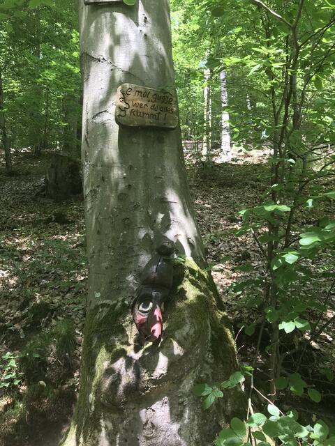 Wer schaut da aus dem Baumstamm heraus? | Foto: B. Bender