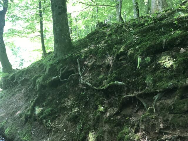 Auch zu beobachten - natürliche Skulpturen | Foto: B. Bender