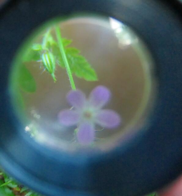 Durch die Lupe betrachtete Blüte | Foto: Brigitte Melder