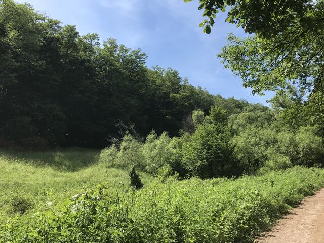 Wunderschönes, meist schattiges, Wiesental | Foto: B. Bender