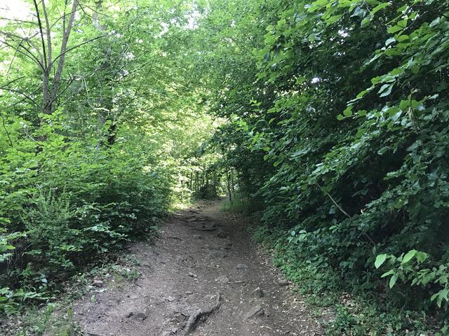 "Aufstieg" zur Burgruine | Foto: B. Bender