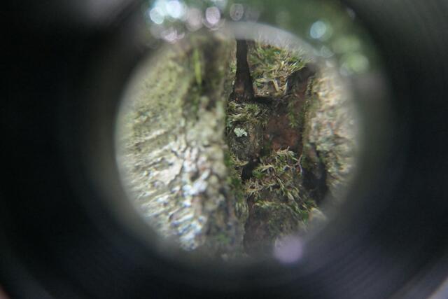 Durch die Lupe betrachtete Baumrinde | Foto: Brigitte Melder