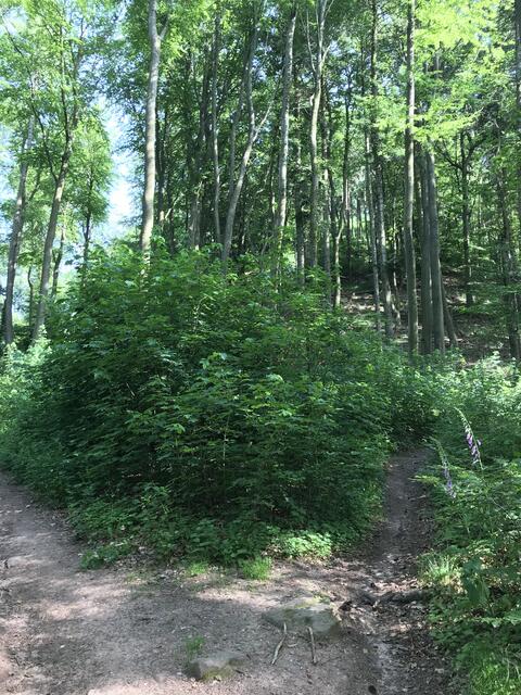  Kreuzung „Am Schlossbrunnen“ | Foto: B. Bender