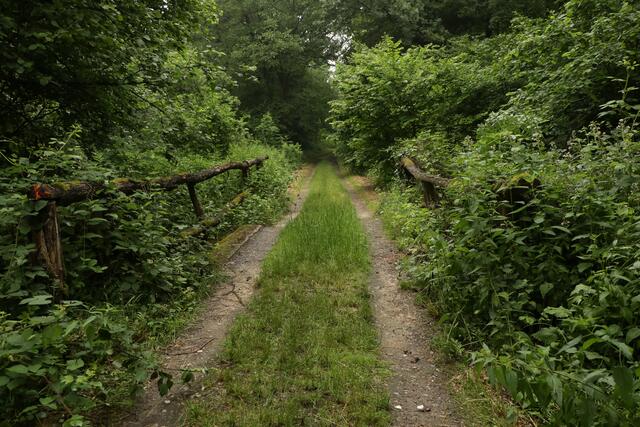 Im Wald zwischen Schwegenheim und Harthausen auf den Spuren des Bähnels | Foto: Heike Schwitalla