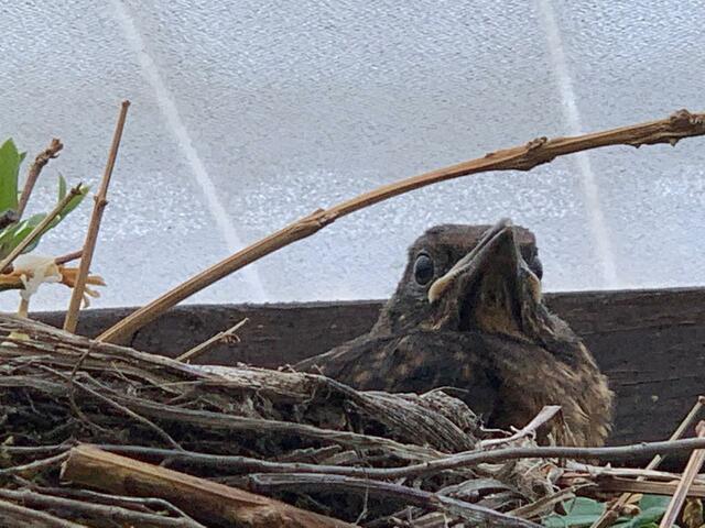 Immer ein waches Auge auf ihre Kinder | Foto: Gerhard Schmerbach