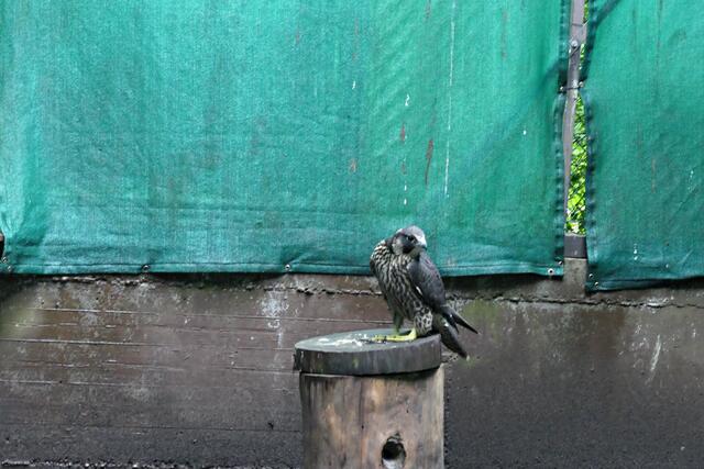 Wanderfalke in der Flugvoliere | Foto: Brigitte Melder