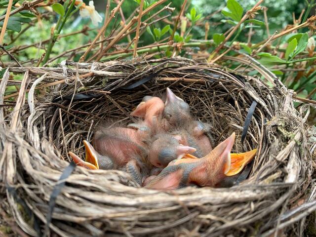 Frisch entdeckt | Foto: Gerhard Schmerbach