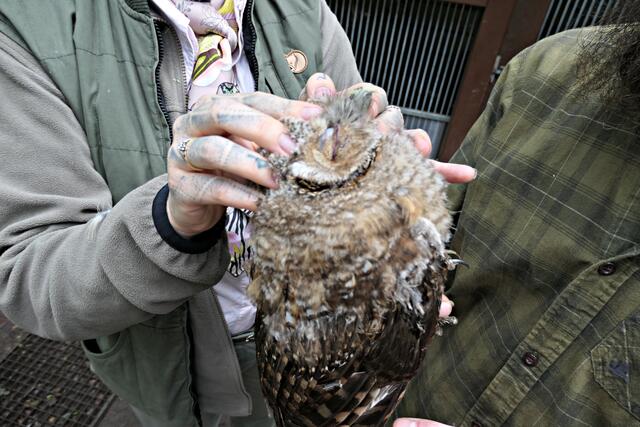 Kraulen auf der Stirn haben sie besonders gerne | Foto: Brigitte Melder