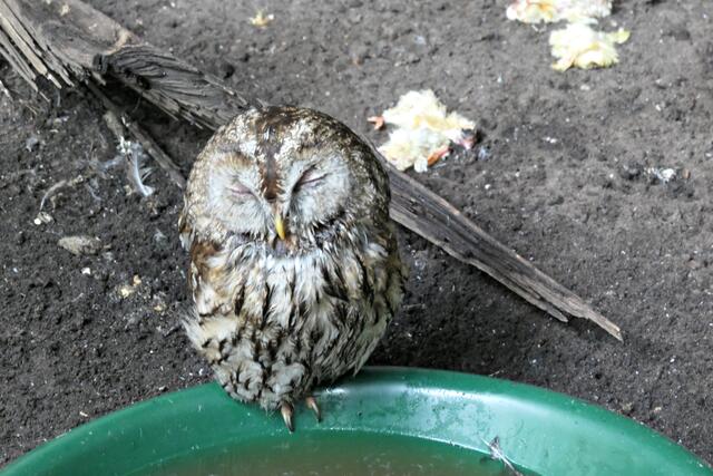 Blinde Amme, aber von Herzen gut zu ihren Zöglingen | Foto: Brigitte Melder