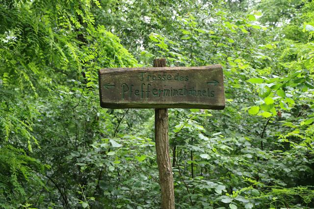 Im Wald zwischen Schwegenheim und Harthausen