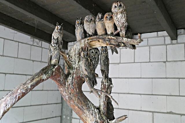 Jede Menge Waldohreulen und Waldkäuze | Foto: Brigitte Melder