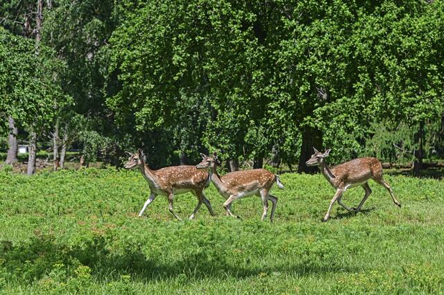 Foto: Ilona Schäfer