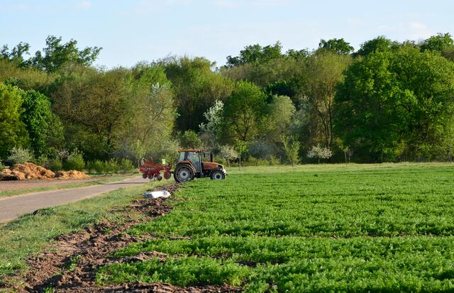 Karotten anhäufeln | Foto: A. Abt