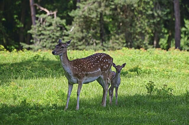 Foto: Ilona Schäfer