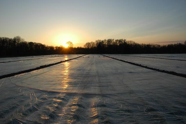 Karotten im März unter Anzuchtfolie | Foto: A. Abt