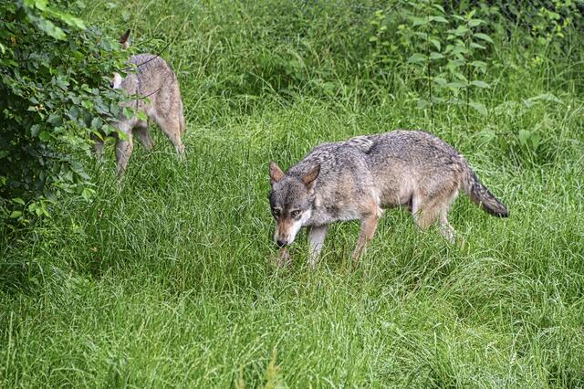 Foto: Ilona Schäfer