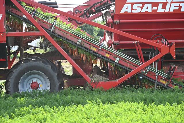 Karotten werden geerntet | Foto: A. Abt