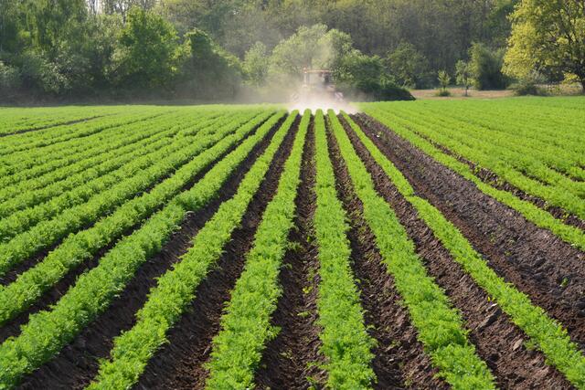 "Anhäufeln" bei Trockenheit | Foto: A. Abt