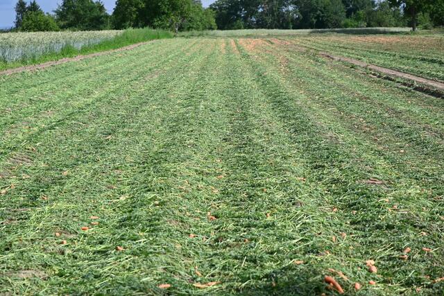 nach der Ernte | Foto: A. Abt