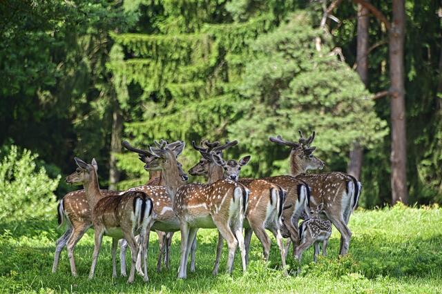 Foto: Ilona Schäfer