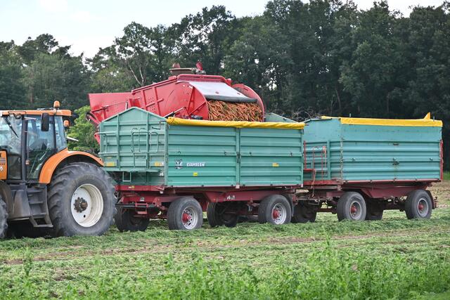 Karotten werden geerntet | Foto: A. Abt