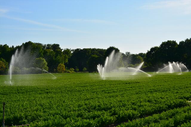 Karotten bewässern vor der Ernte | Foto: A. Abt